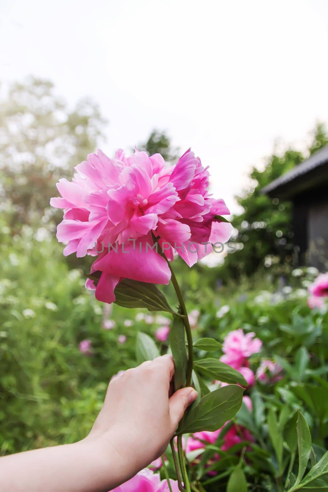 Pink peony flowers in a hand