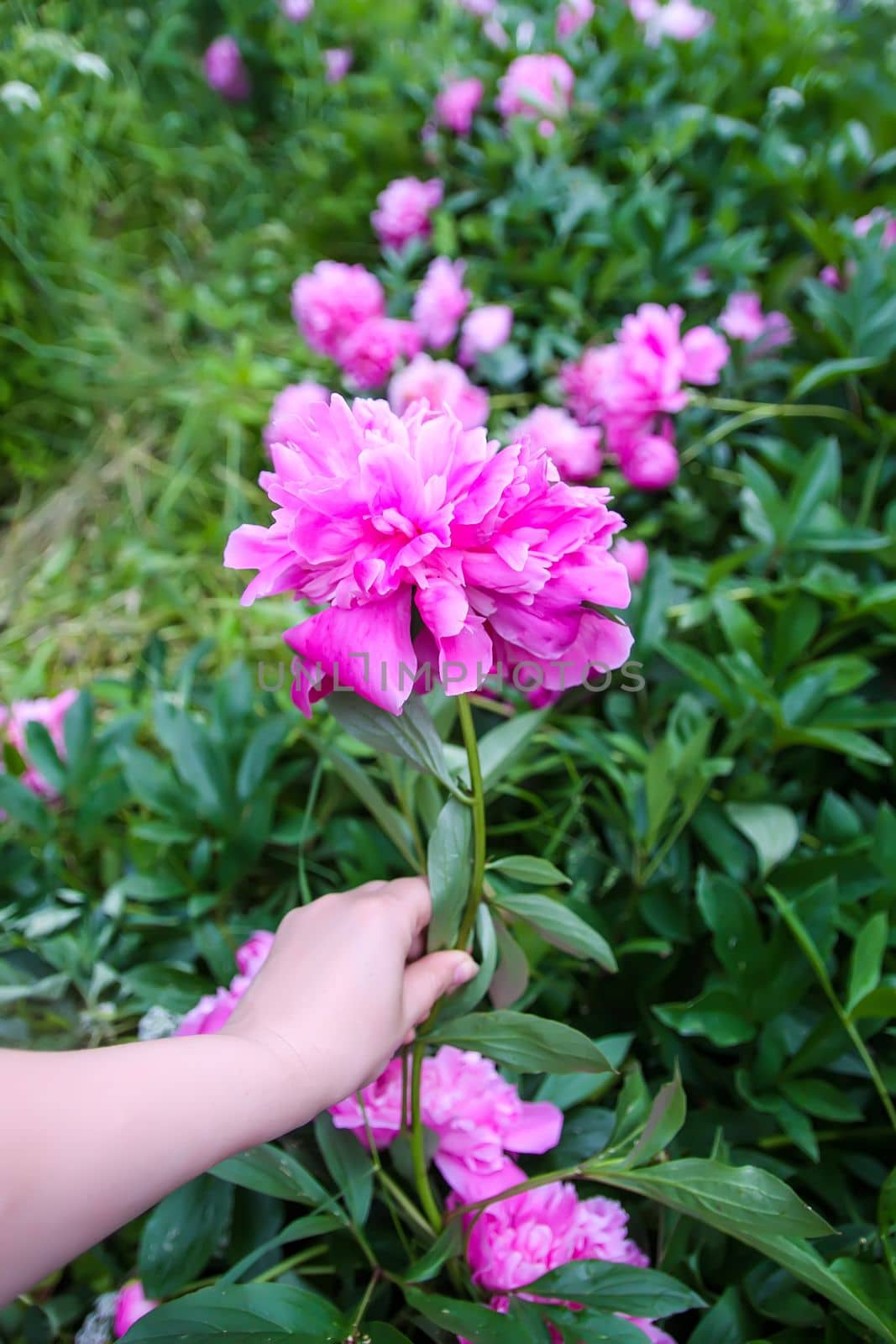 Pink peony flowers in a hand by nightlyviolet
