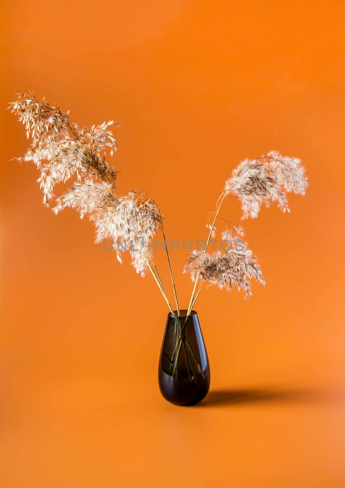 Dry plants in a vase. Interior decor. by nightlyviolet