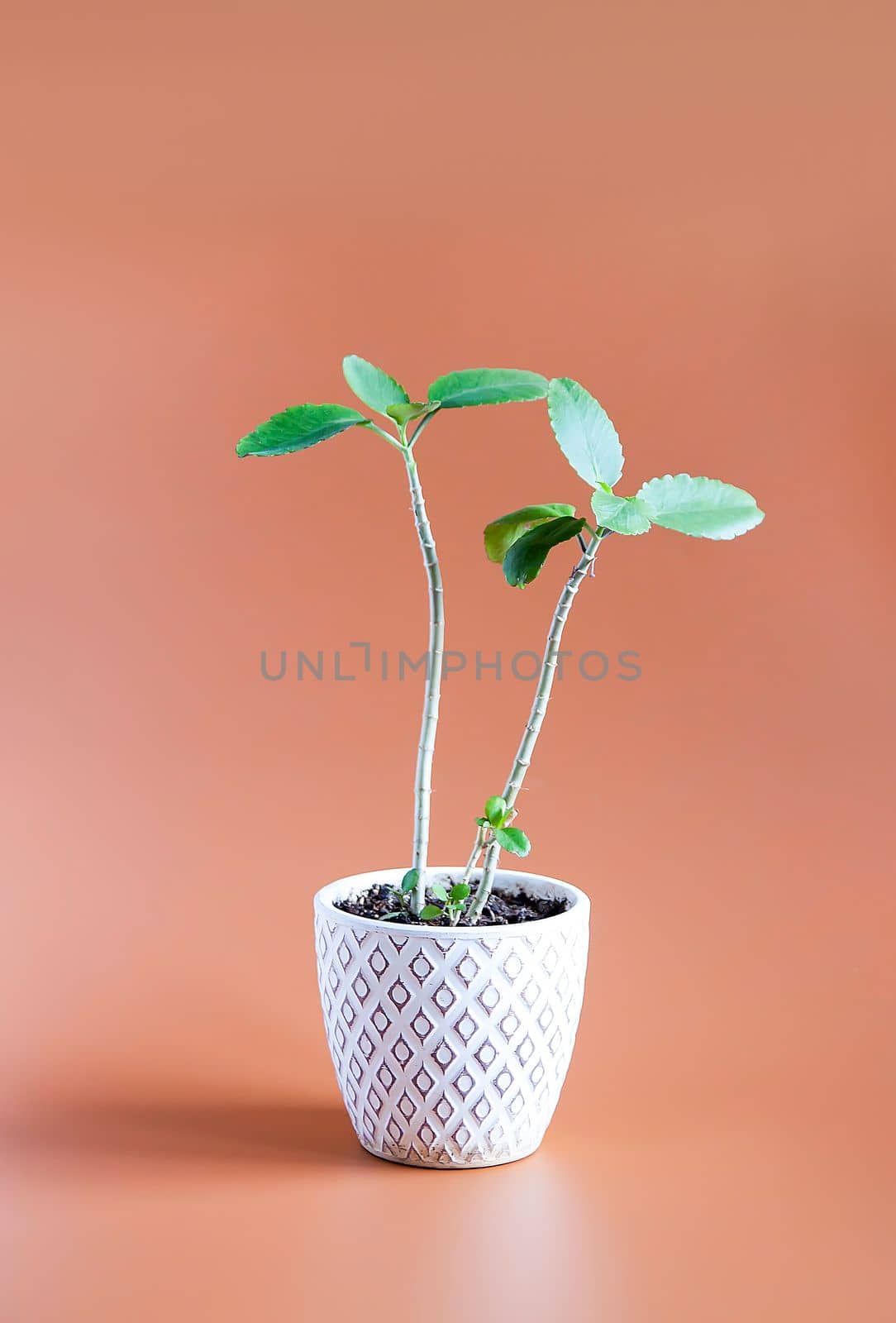 Decorative house plant in a pot