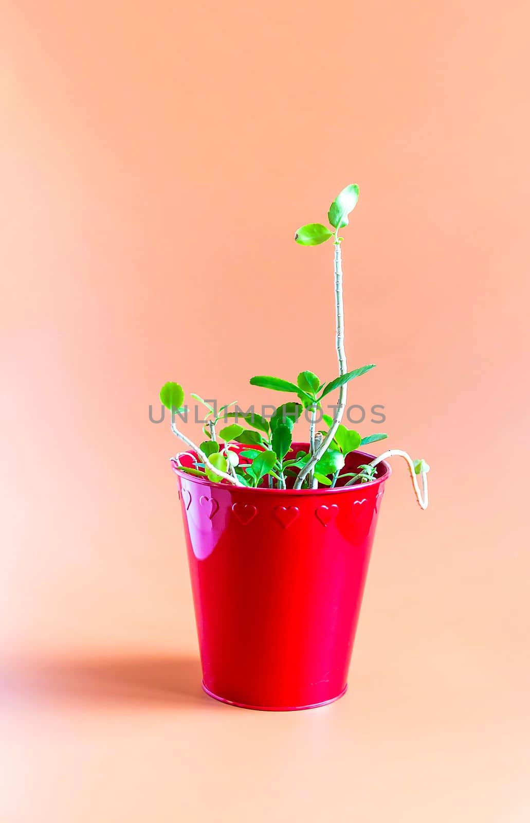 Decorative house plant in a pot by nightlyviolet