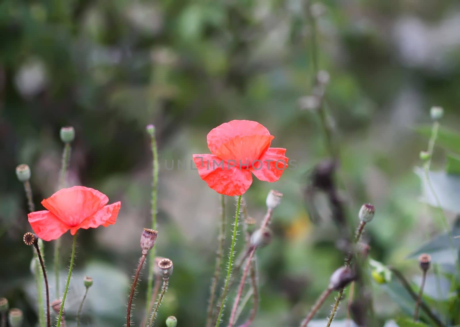 Red poppy flowers or papaver in garden