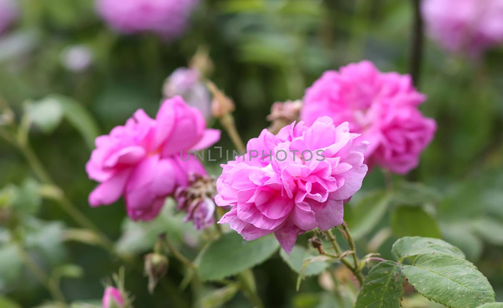 Pink roses. Garden flowers in bloom. by nightlyviolet