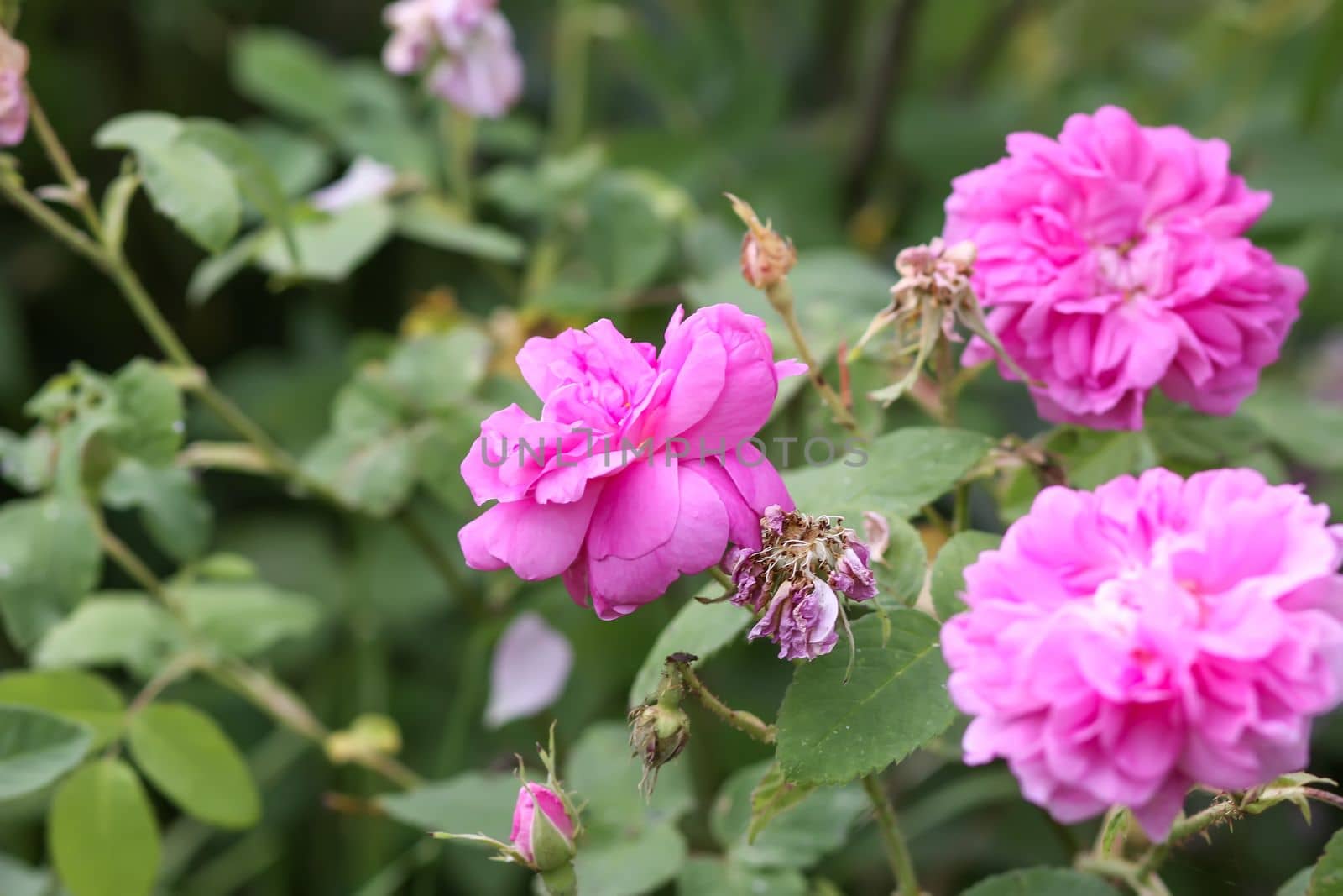 Pink roses. Garden flowers in bloom.