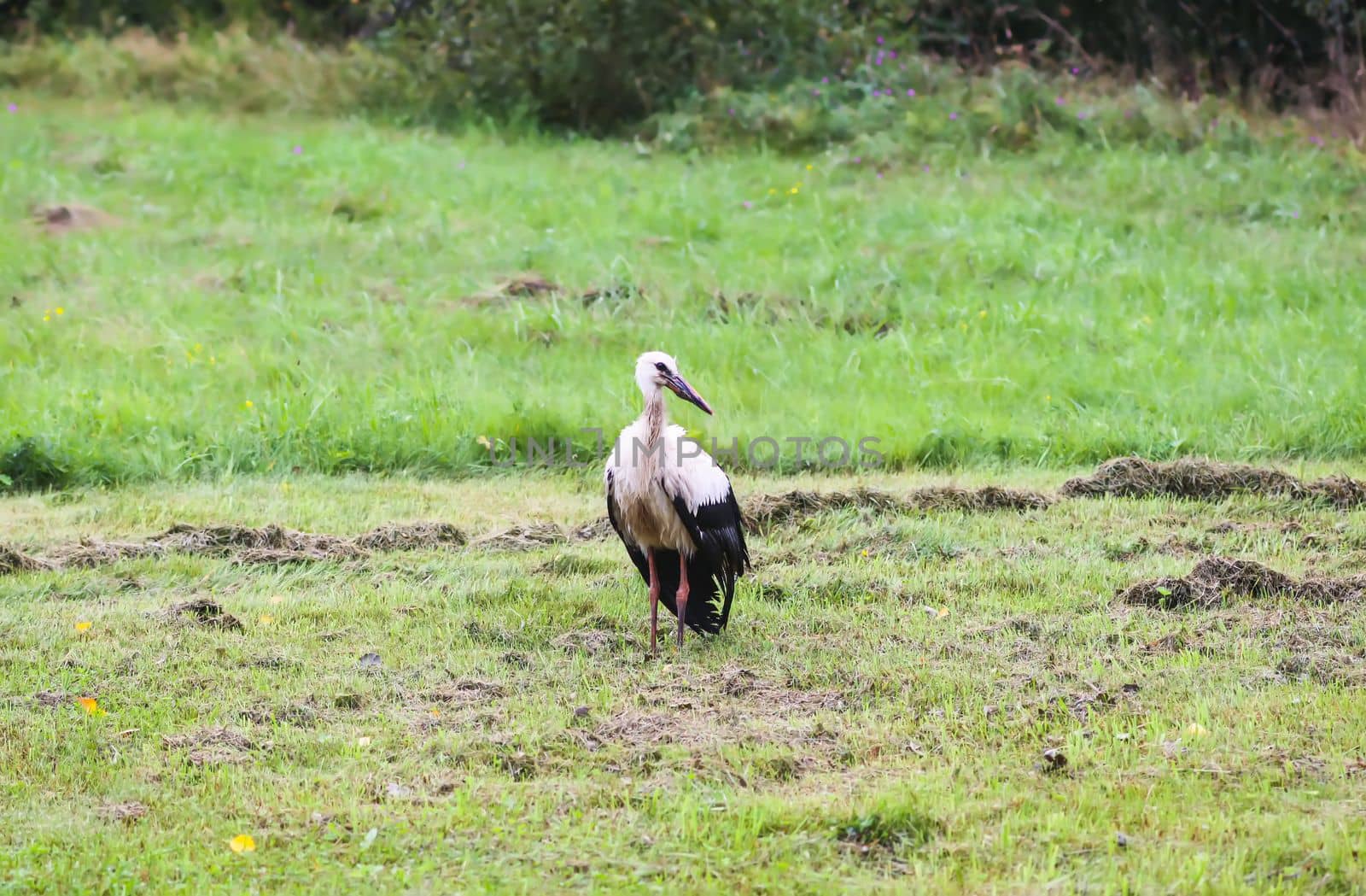 European white stork walks on green summer field. by nightlyviolet