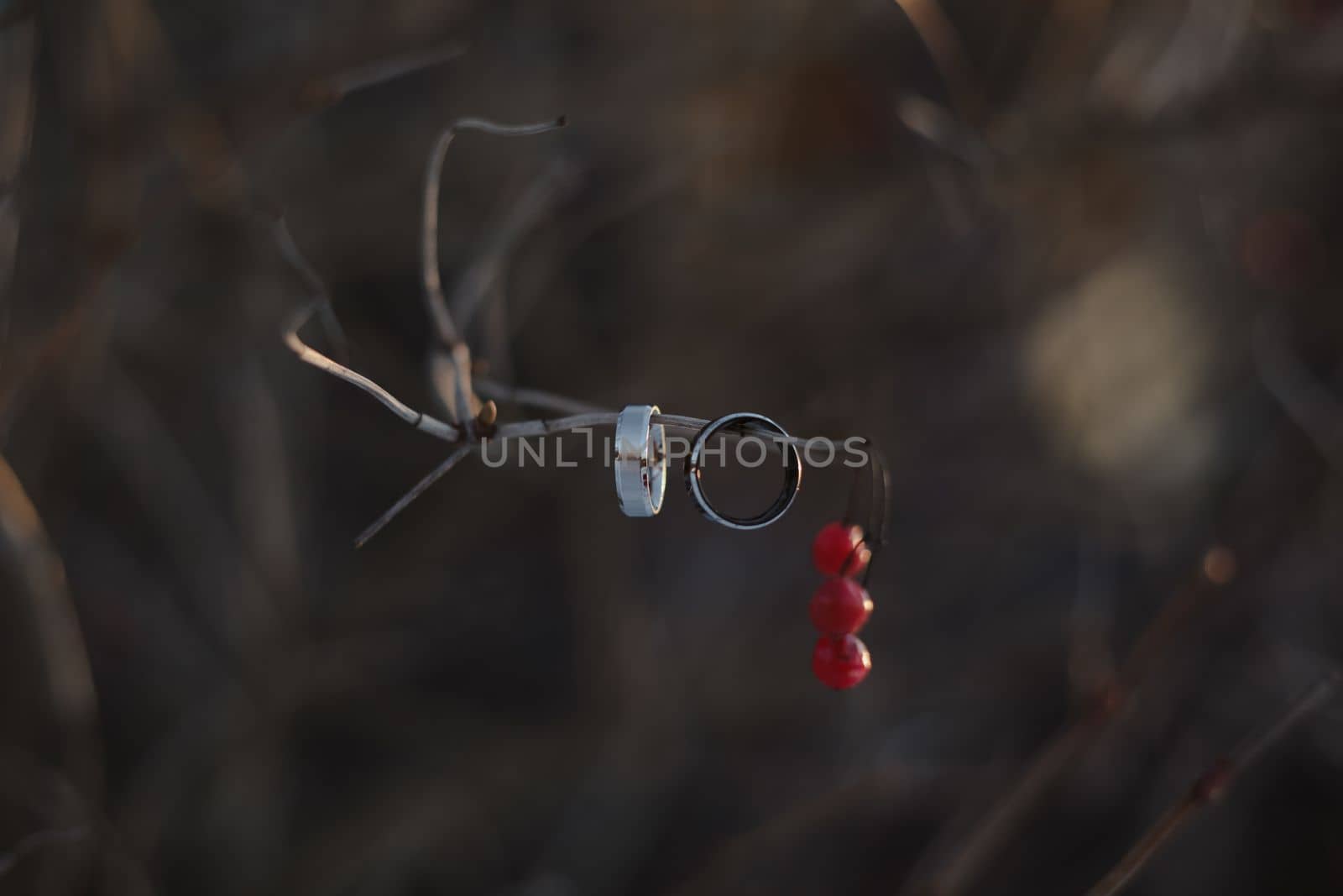 wedding photography. Two wedding rings on a tree branch with blurred background. Love, Wedding, Marriage, Proposal concept.