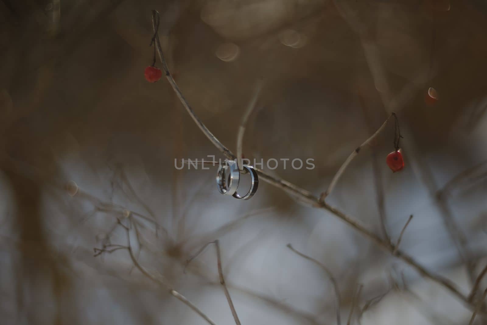 wedding photography. Two wedding rings on a tree branch with blurred background. Love, Wedding, Marriage, Proposal concept.