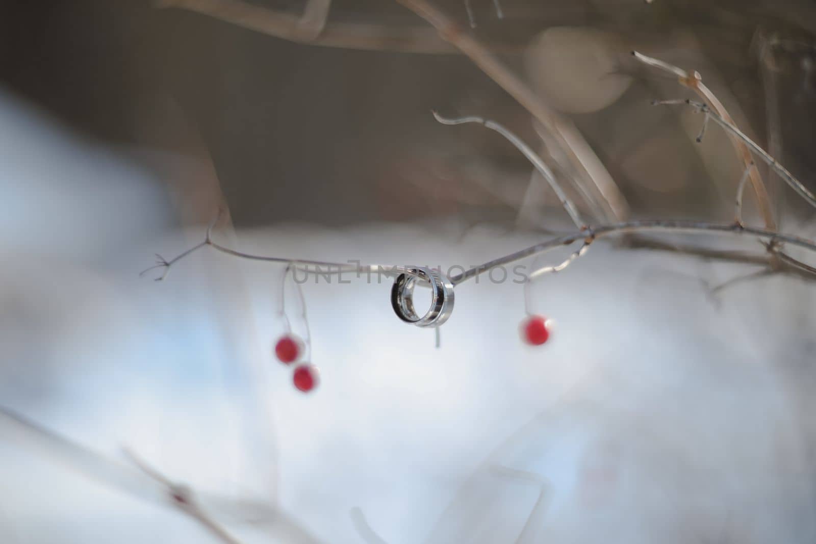 wedding photography. Two wedding rings on a tree branch with blurred background. Love, Wedding, Marriage, Proposal concept.
