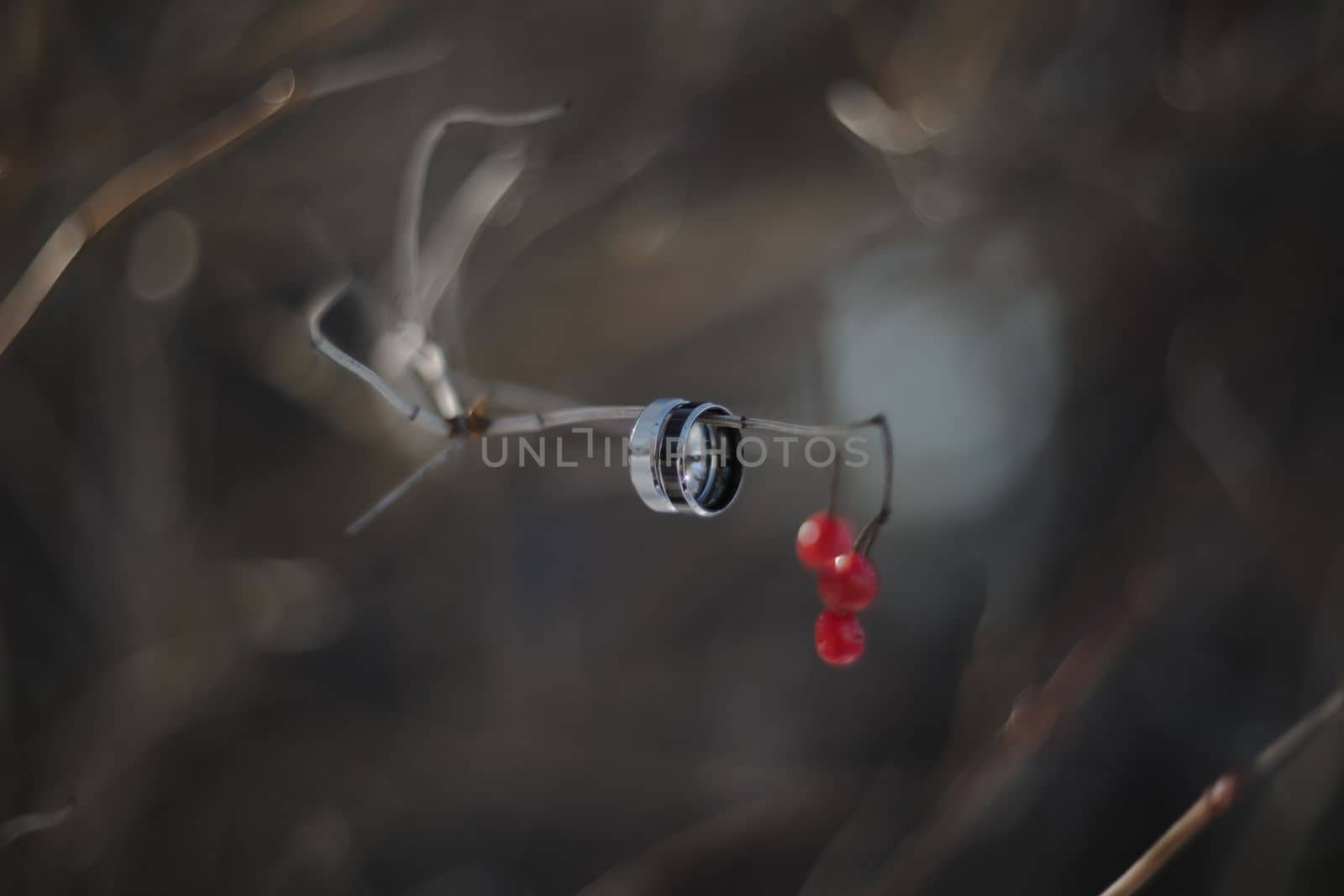 wedding photography. Two wedding rings on a tree branch with blurred background. Love, Wedding, Marriage, Proposal concept.