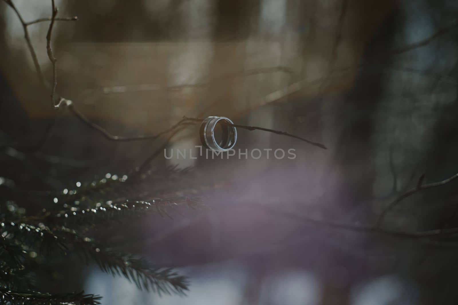 wedding photography. Two wedding rings on a tree branch with blurred background. Love, Wedding, Marriage, Proposal concept.