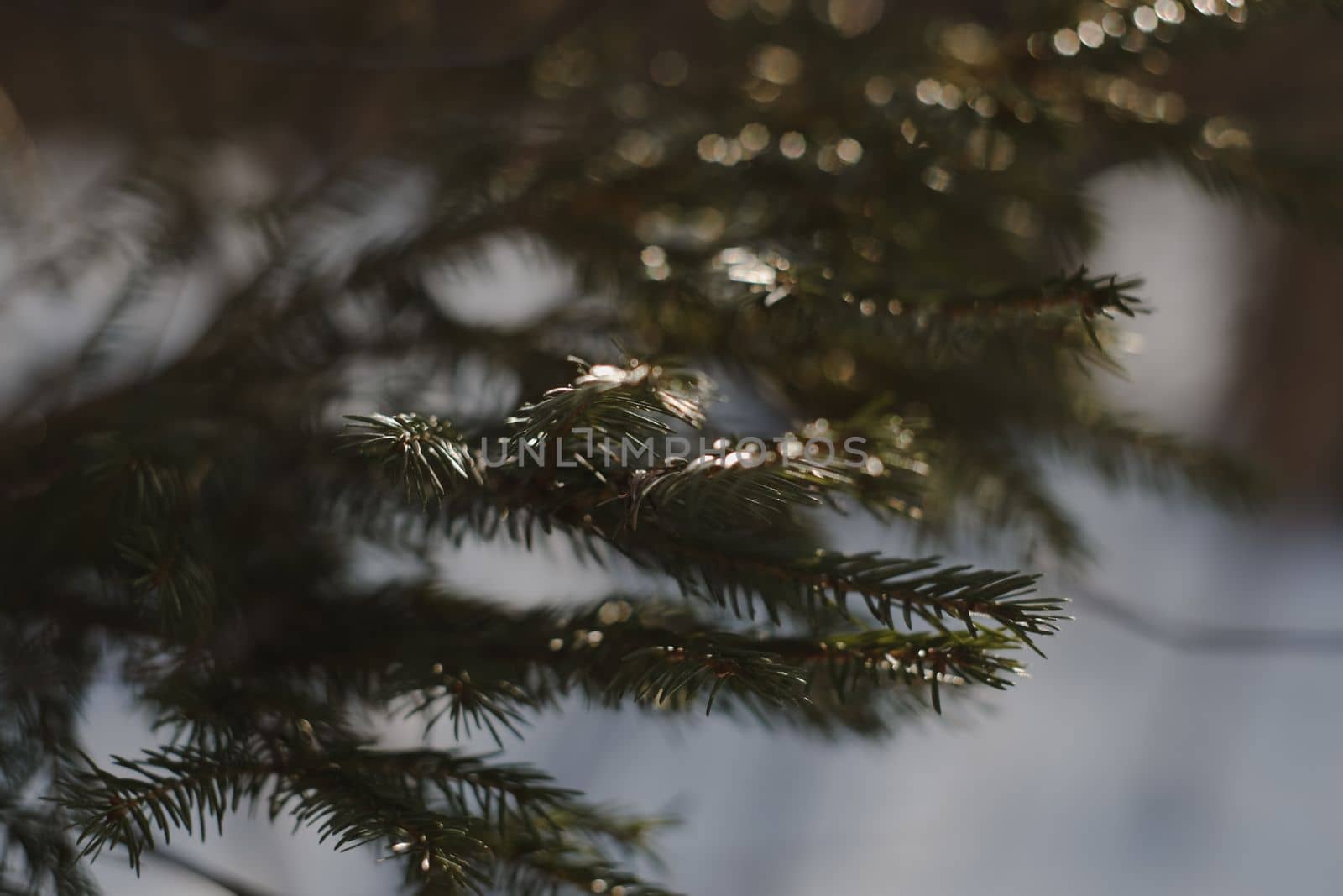 Conifer closeup background. Winter landscape. Christmas tree leaves macro photography. Fir branch on a winter day