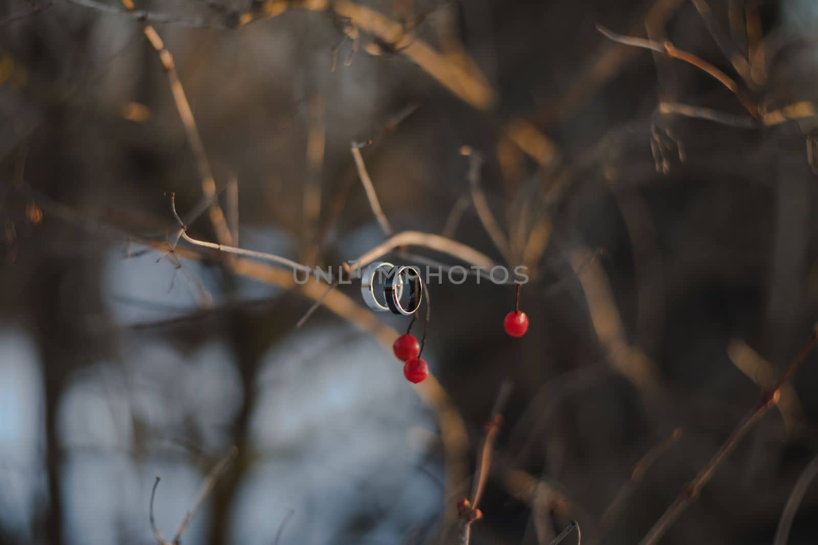 wedding photography. Two wedding rings on a tree branch with blurred background. Love, Wedding, Marriage, Proposal concept.