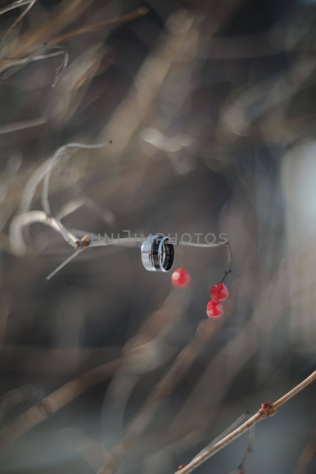 wedding photography. Two wedding rings on a tree branch with blurred background. Love, Wedding, Marriage, Proposal concept.