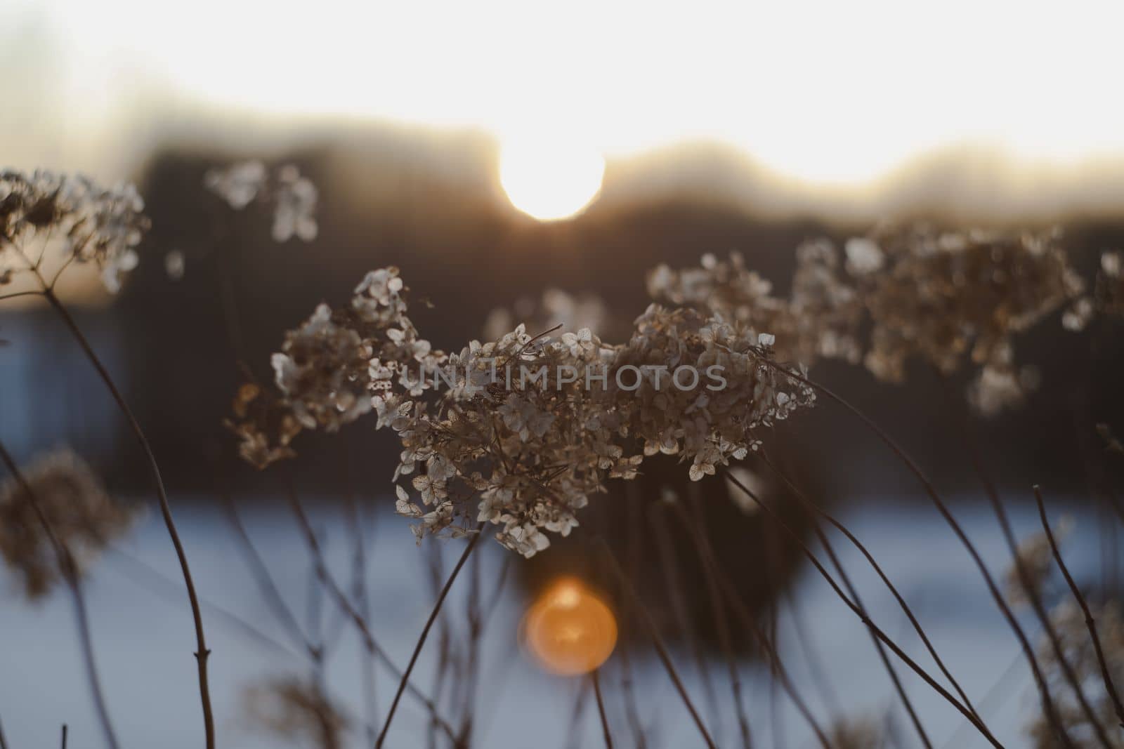 dried wild flowers and grass in a meadow in winter or spring in the bright golden sun on a blurred background of sky.