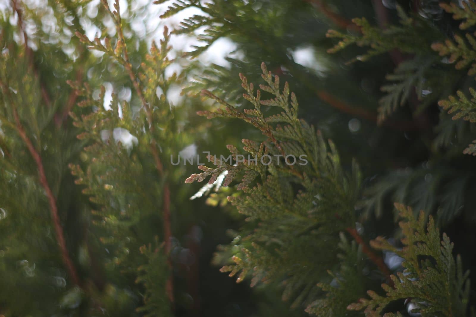 Green thuja branches covered with snow. Frozen plants. Winter season. Forest details. Beauty in nature. Atmospheric mood.