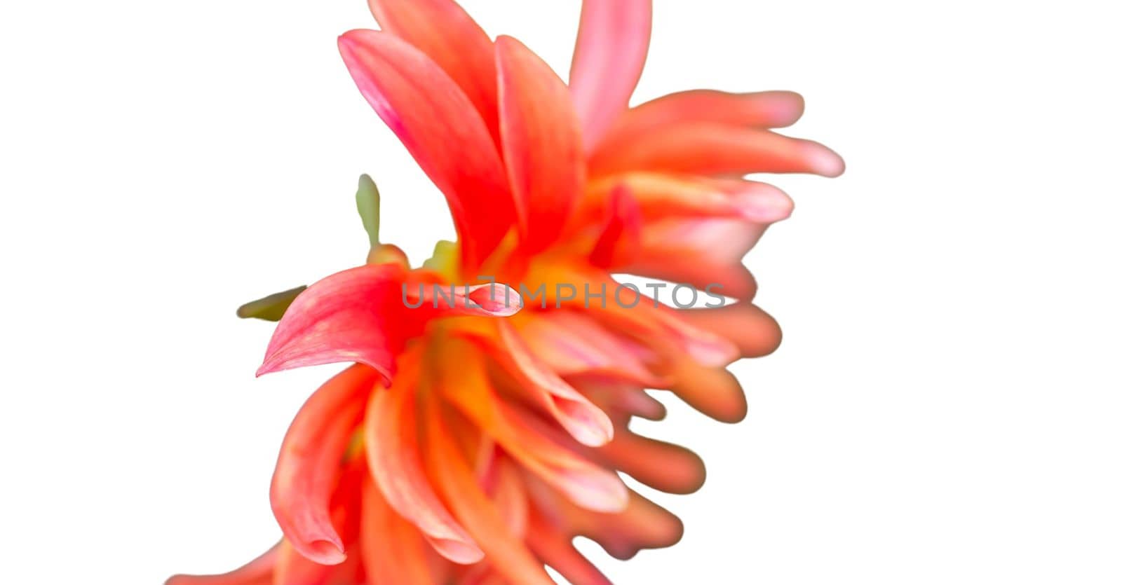 Bright red Dahlia flower isolated on white. Floral banner with copy space. by nightlyviolet