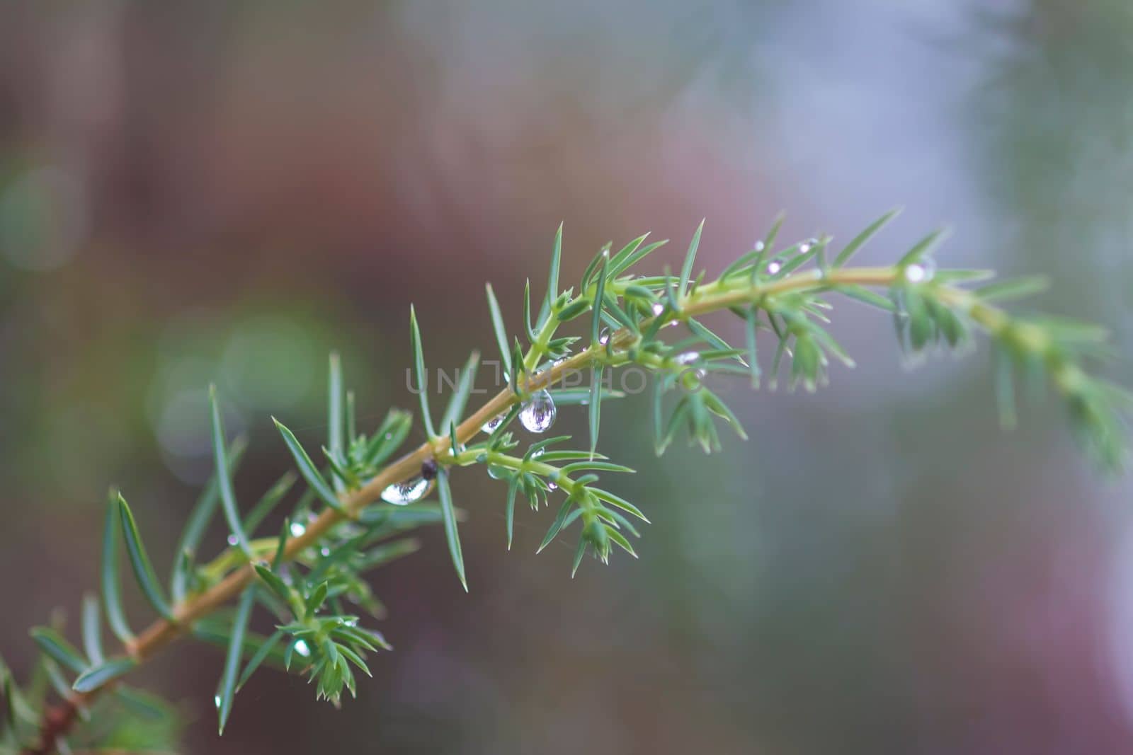 Wet branches of the spruce tree after the rain. Nature background.