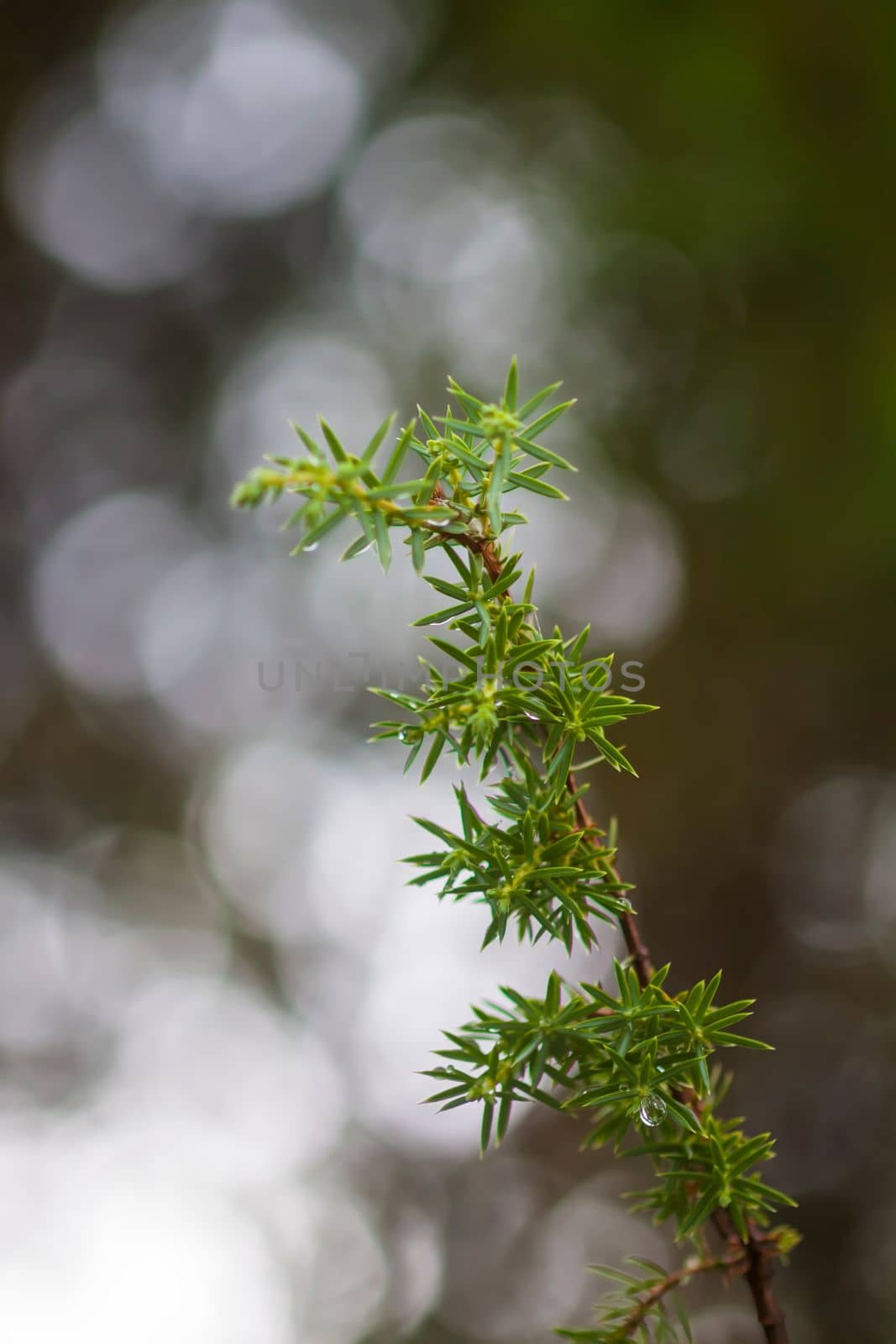 Wet branches of the spruce tree after the rain. Nature background. by nightlyviolet