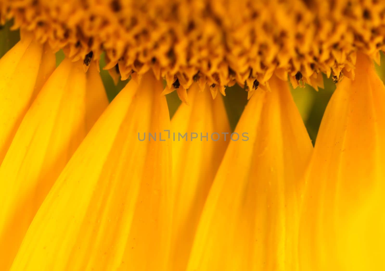 Beautiful yellow sunflower close up.