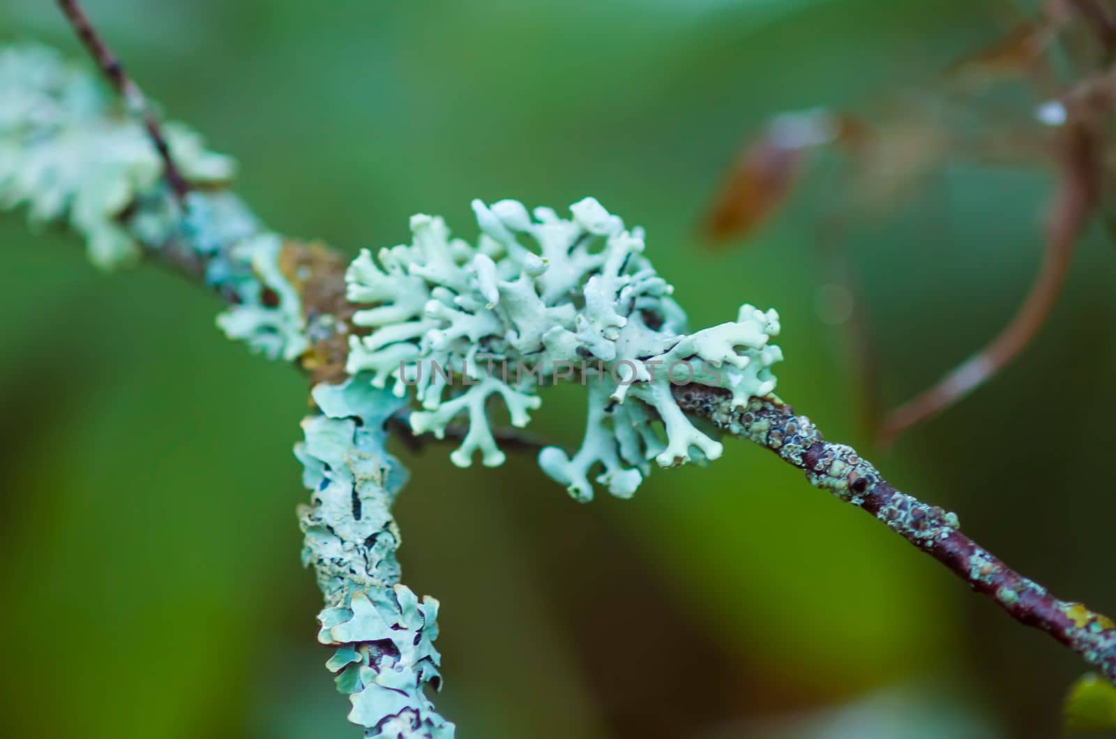 Lichen texture on tree branch.