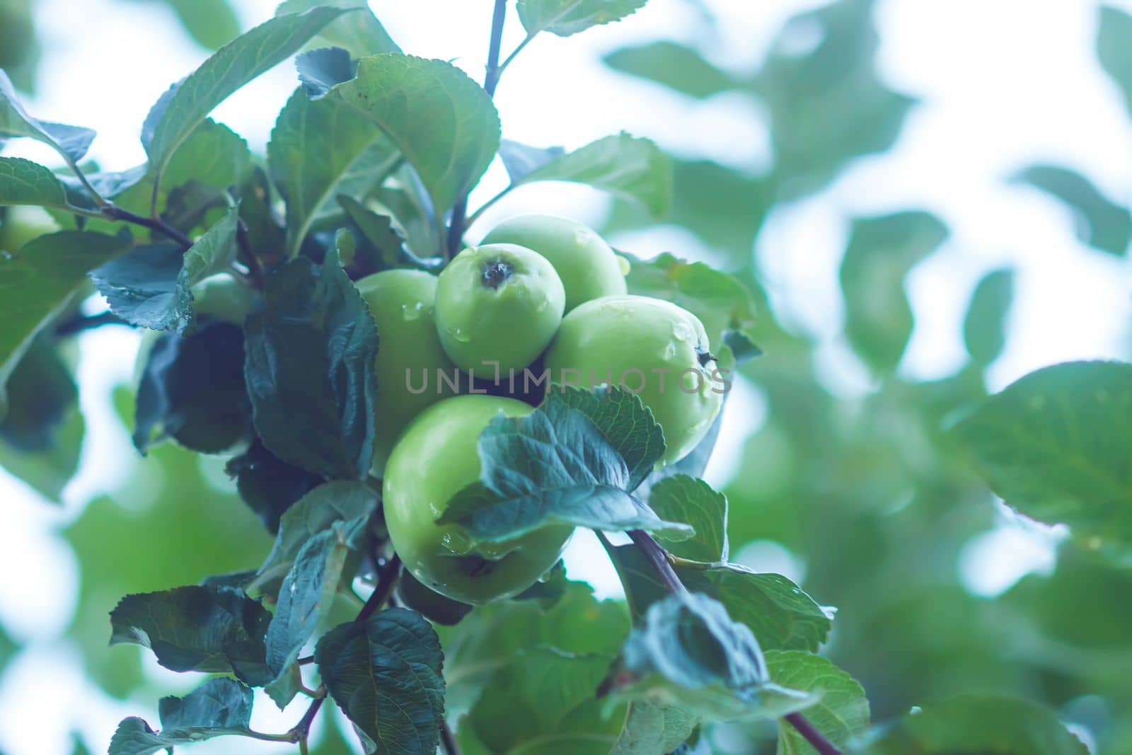Green apples on a branch. Fruits ready to be harvested by nightlyviolet