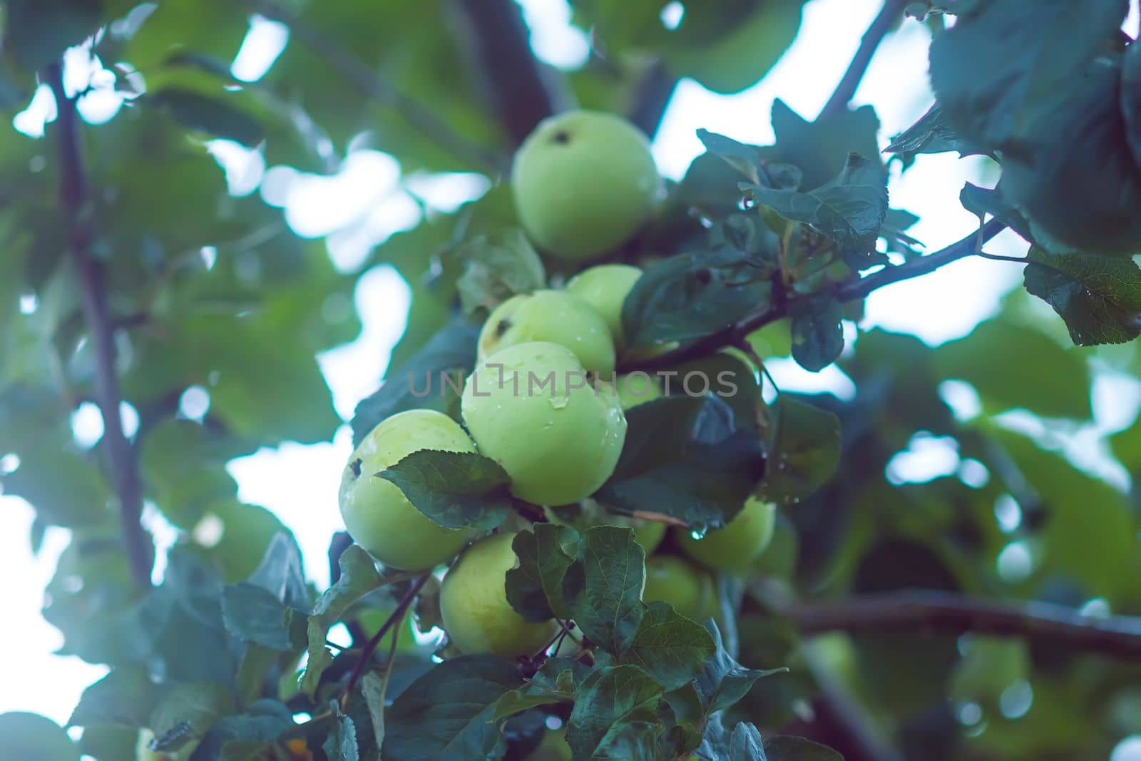 Green apples on a branch. Fruits ready to be harvested