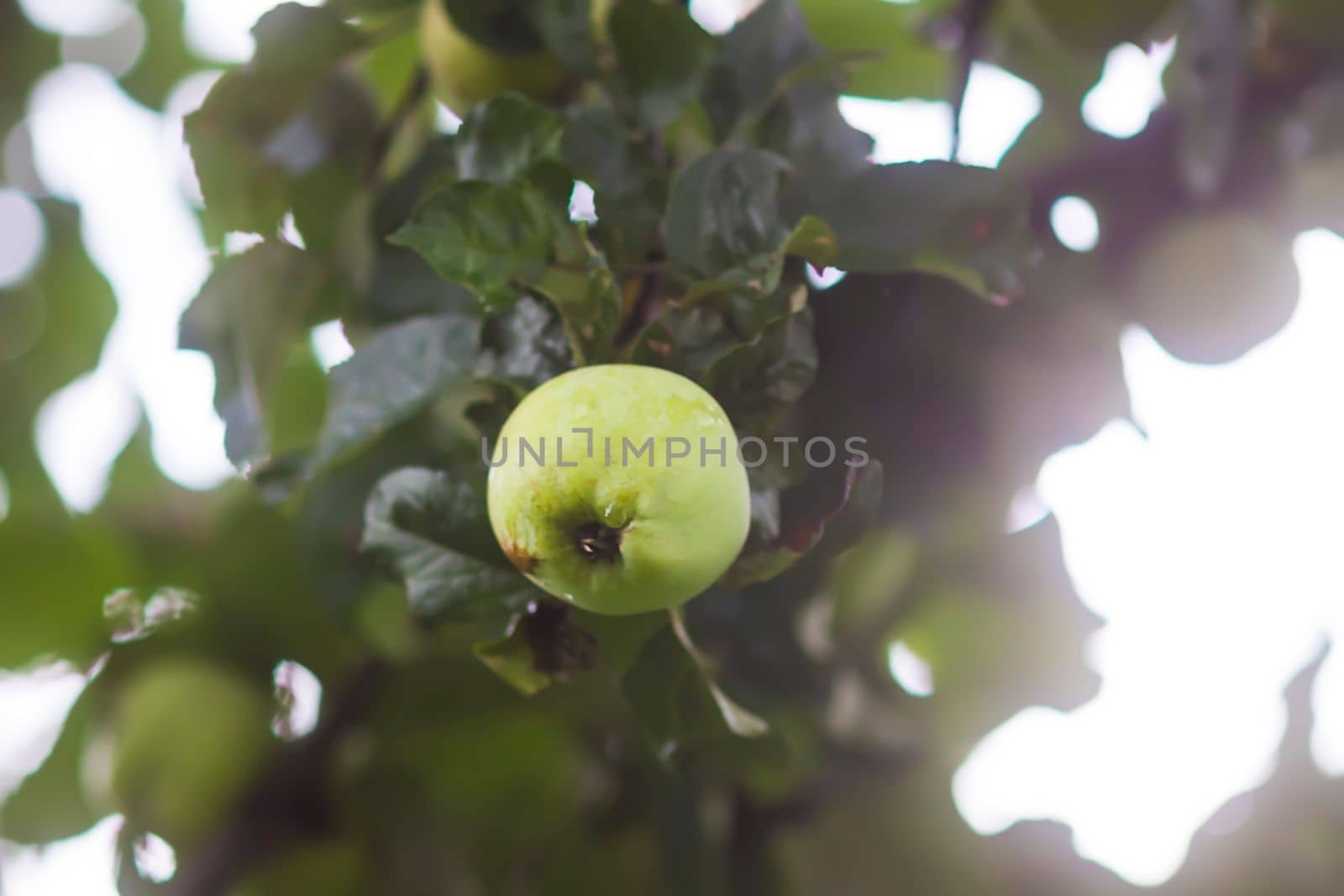 Green apples on a branch. Fruits ready to be harvested by nightlyviolet