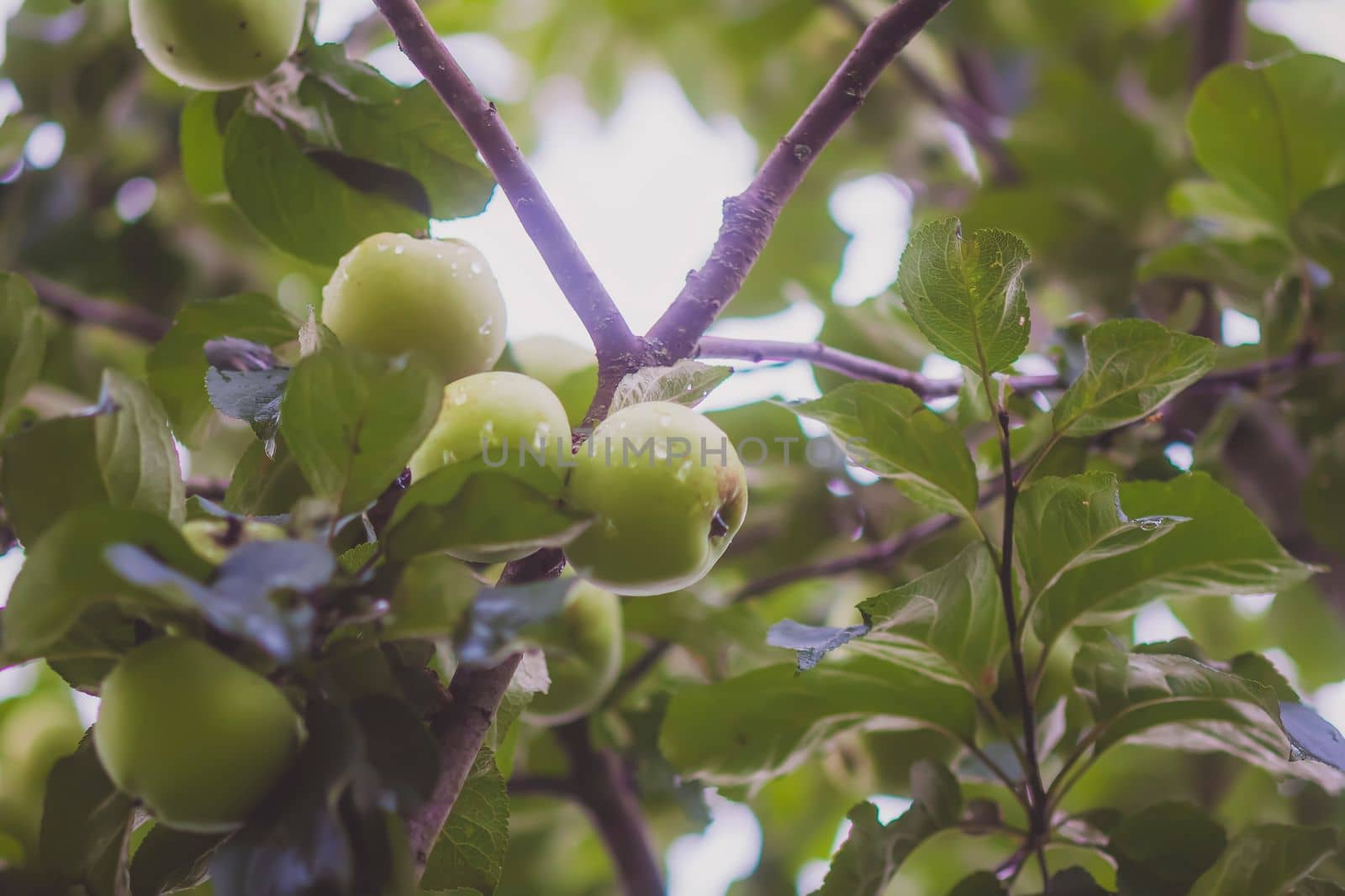 Green apples on a branch. Fruits ready to be harvested