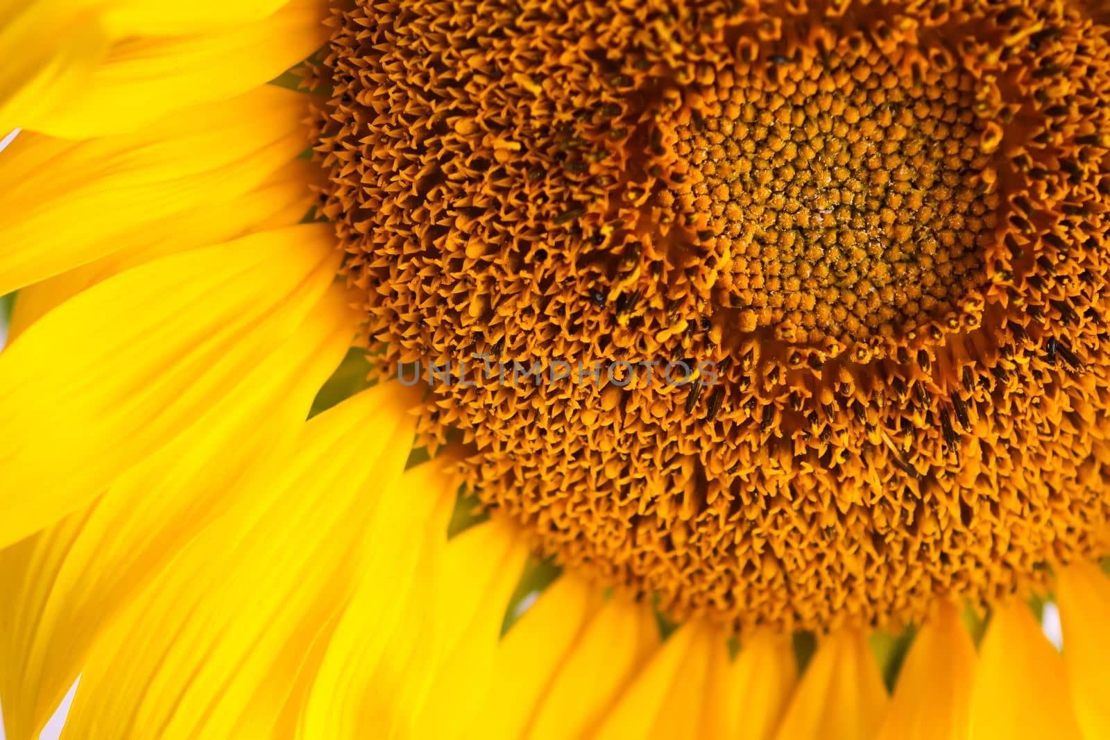 Beautiful yellow sunflower close up. by nightlyviolet