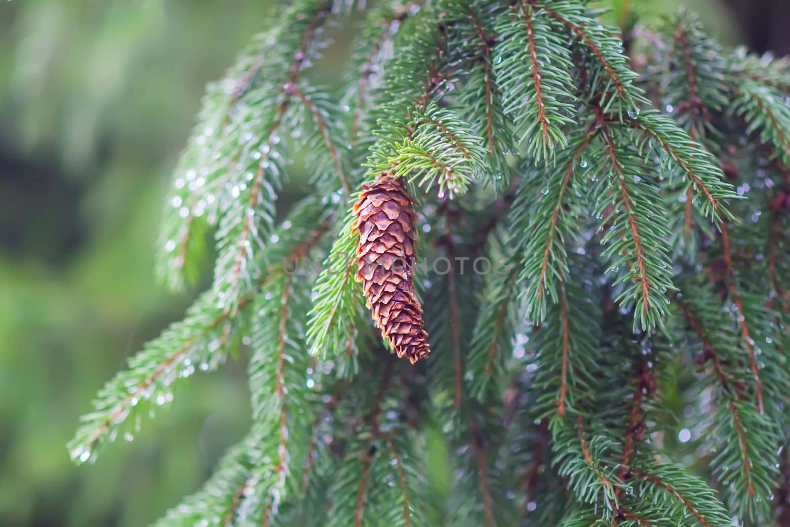 Wet branches of the spruce tree after the rain. Nature background. by nightlyviolet