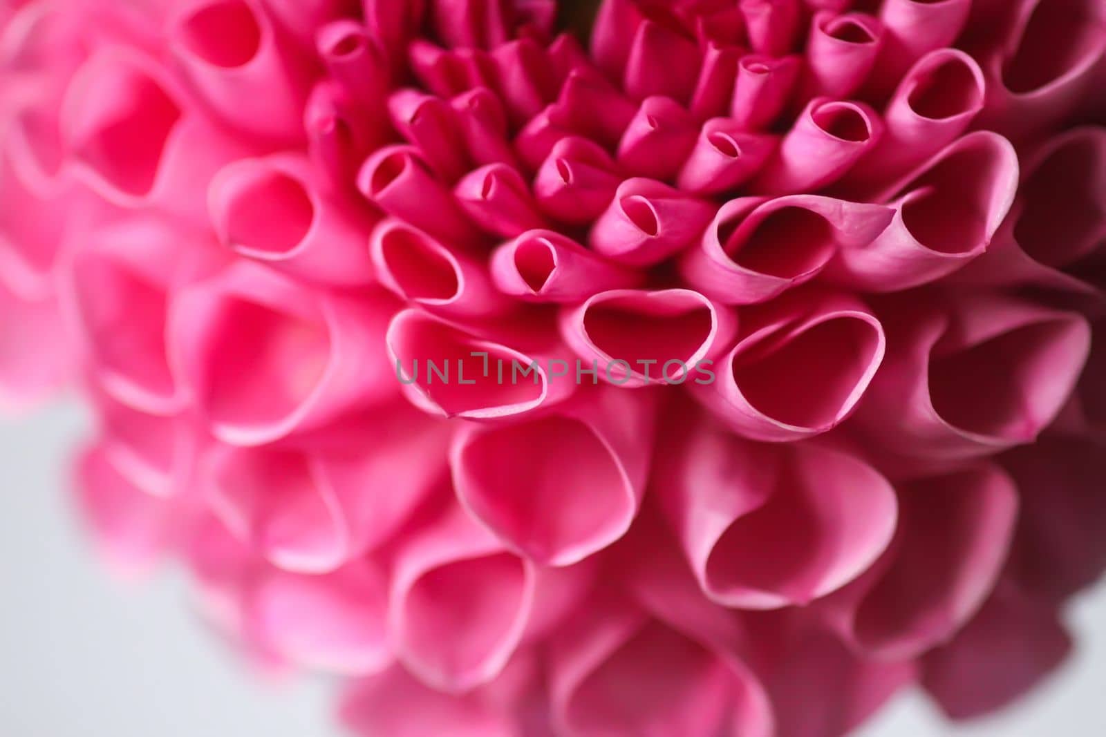 Beautiful pink dahlia flower. Beautiful plant flowering at summer. Petals close up. by nightlyviolet