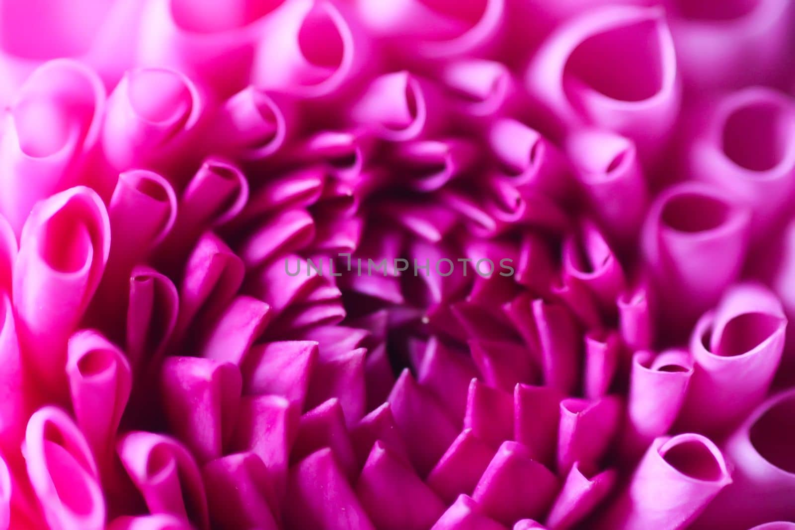 Beautiful pink dahlia flower. Beautiful plant flowering at summer. Fragile delicate petals close up.