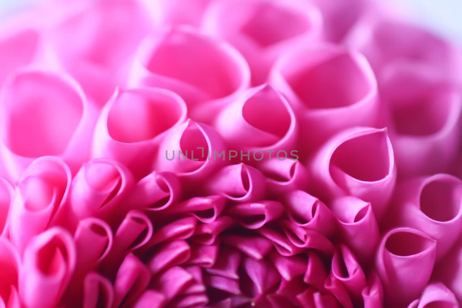 Beautiful pink dahlia flower. Beautiful plant flowering at summer. Petals close up. by nightlyviolet