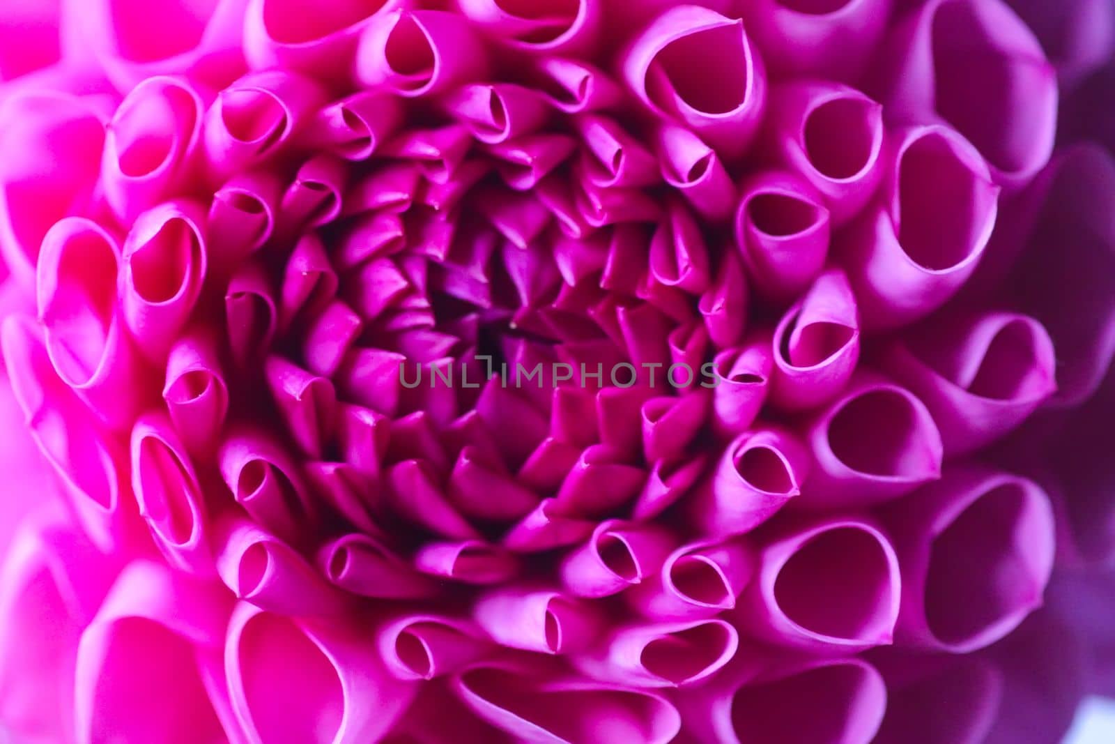 Beautiful pink dahlia flower. Beautiful plant flowering at summer. Fragile delicate petals close up.