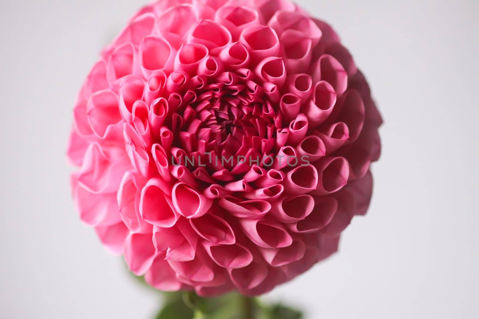 Beautiful pink dahlia flower. Beautiful plant flowering at summer.