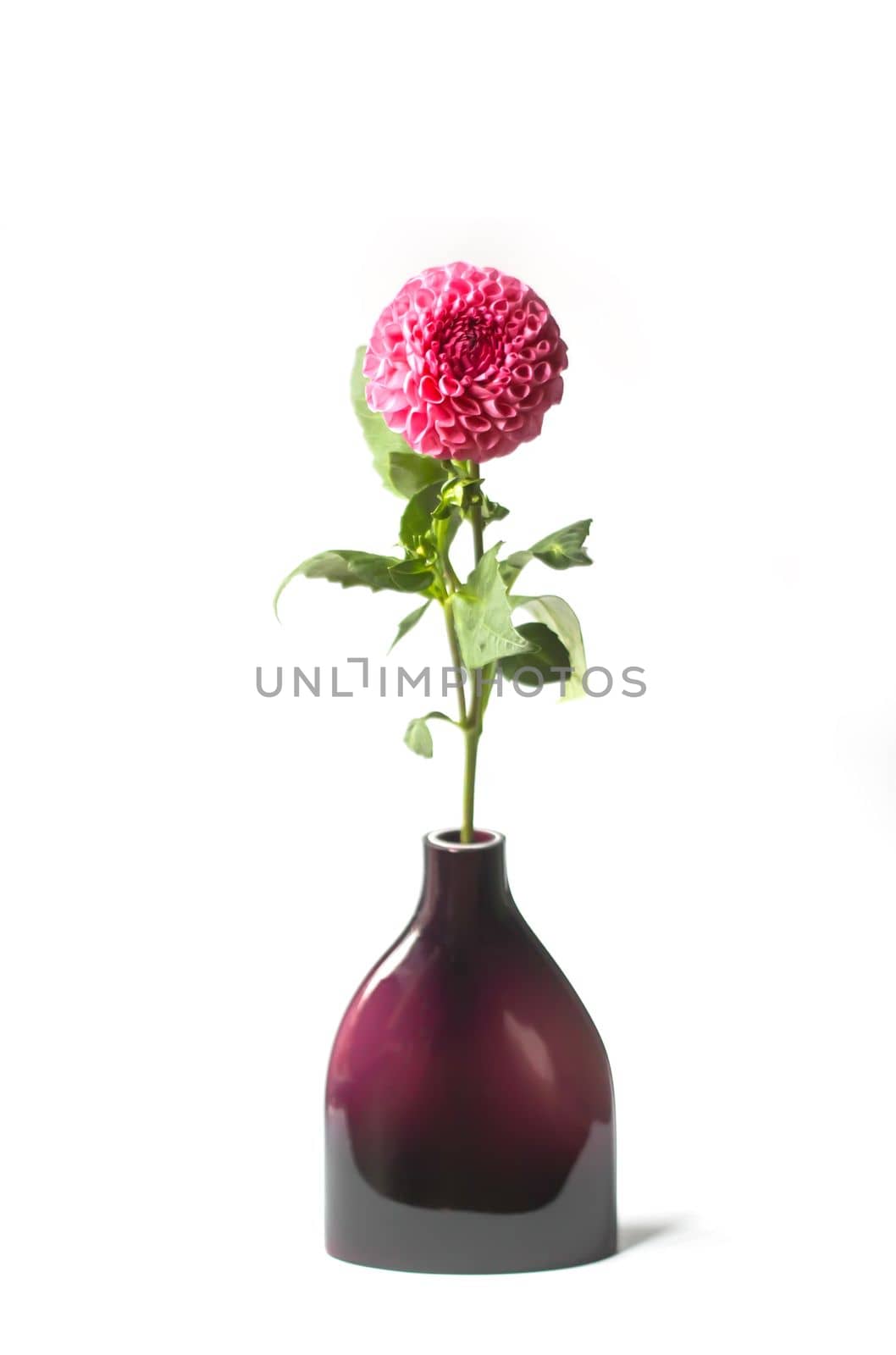 Beautiful pink dahlia flower in a vase. Beautiful plant flowering at summer.