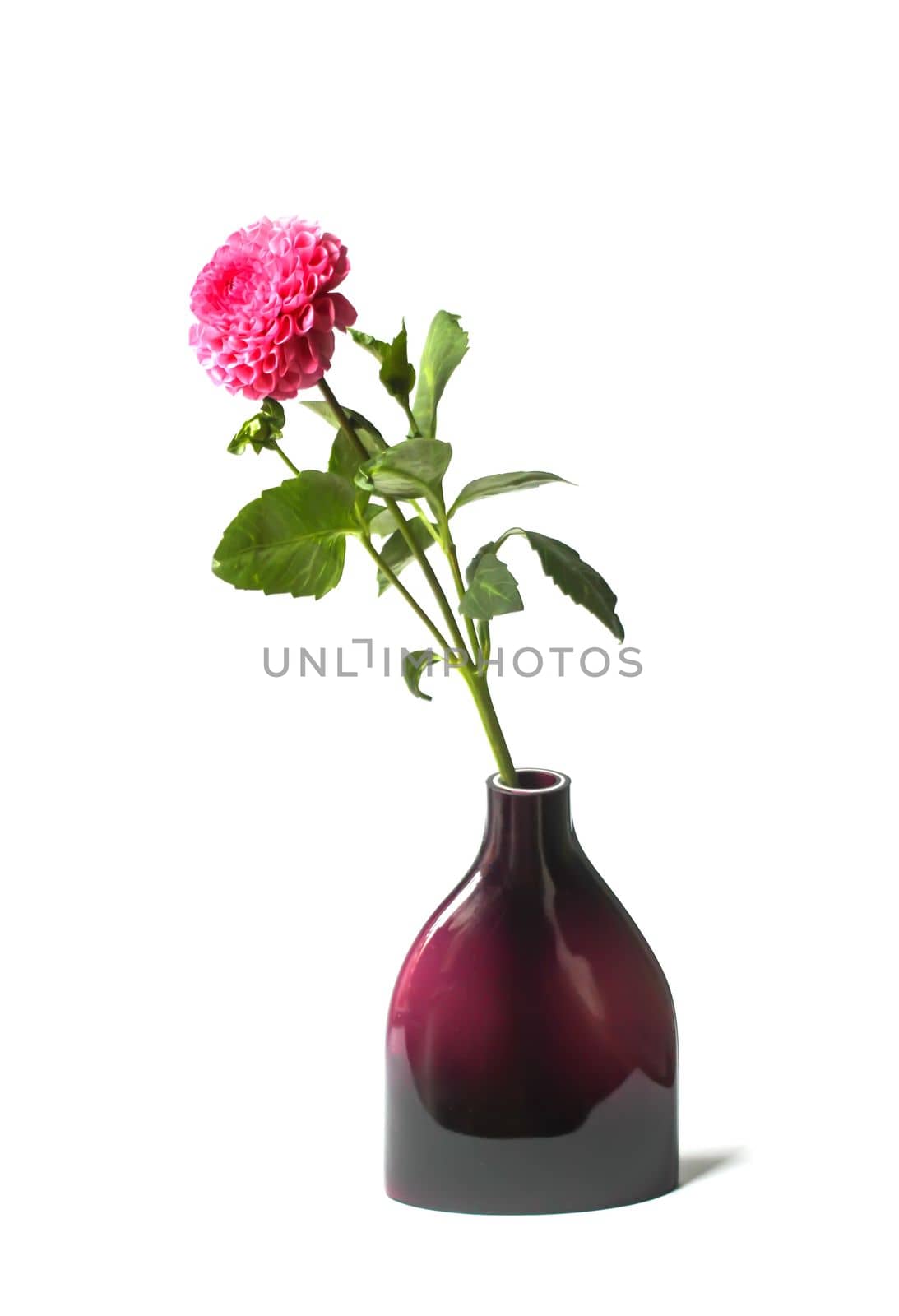 Beautiful pink dahlia flower in a vase. Beautiful plant flowering at summer.