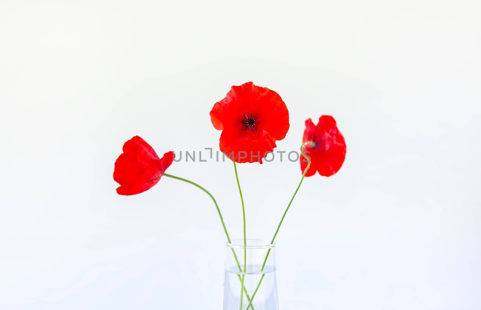 Red poppy flowers in a transparent vase on white background. Minimalists floral composition. by nightlyviolet