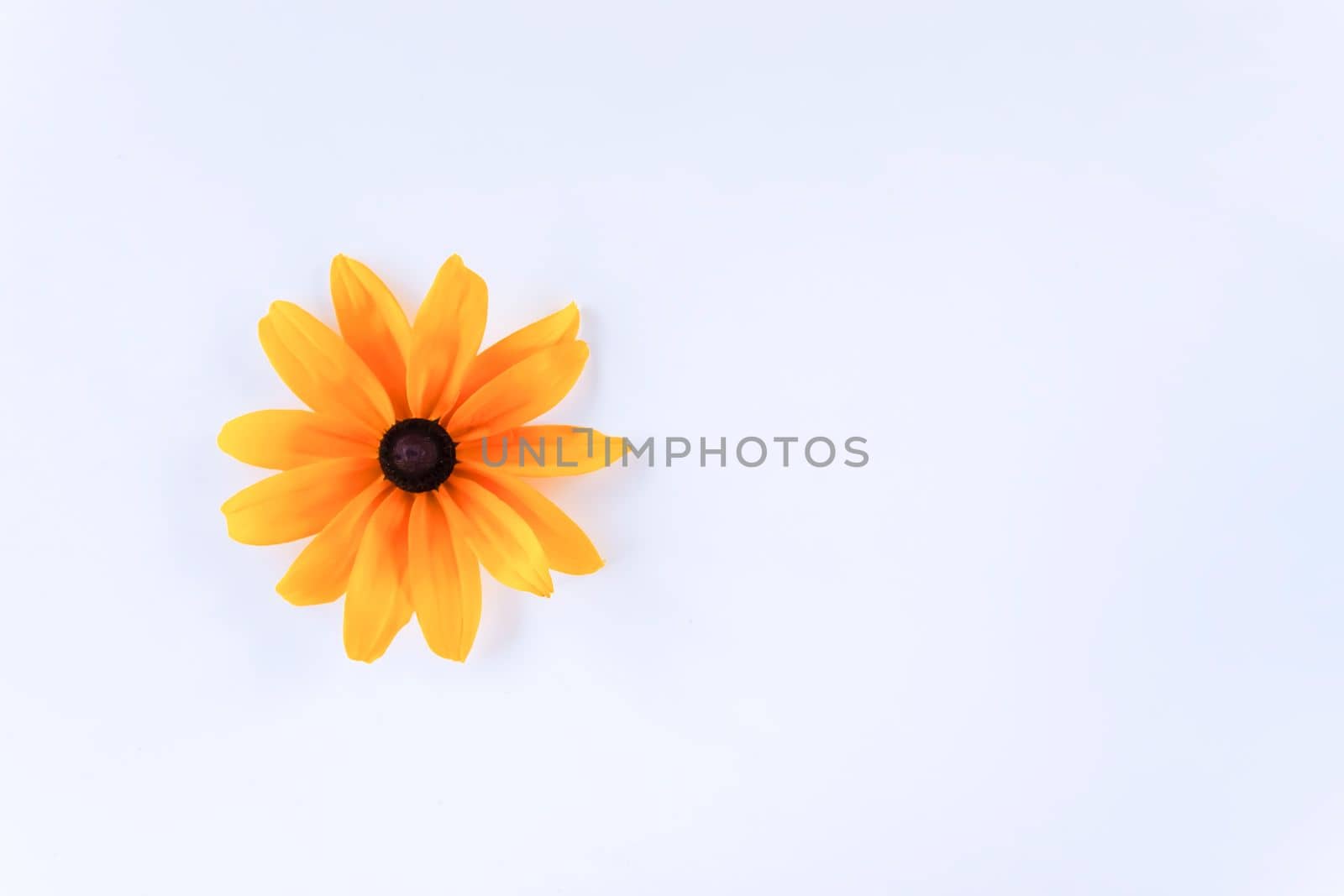 Yellow flower of rudbeckia on white background.