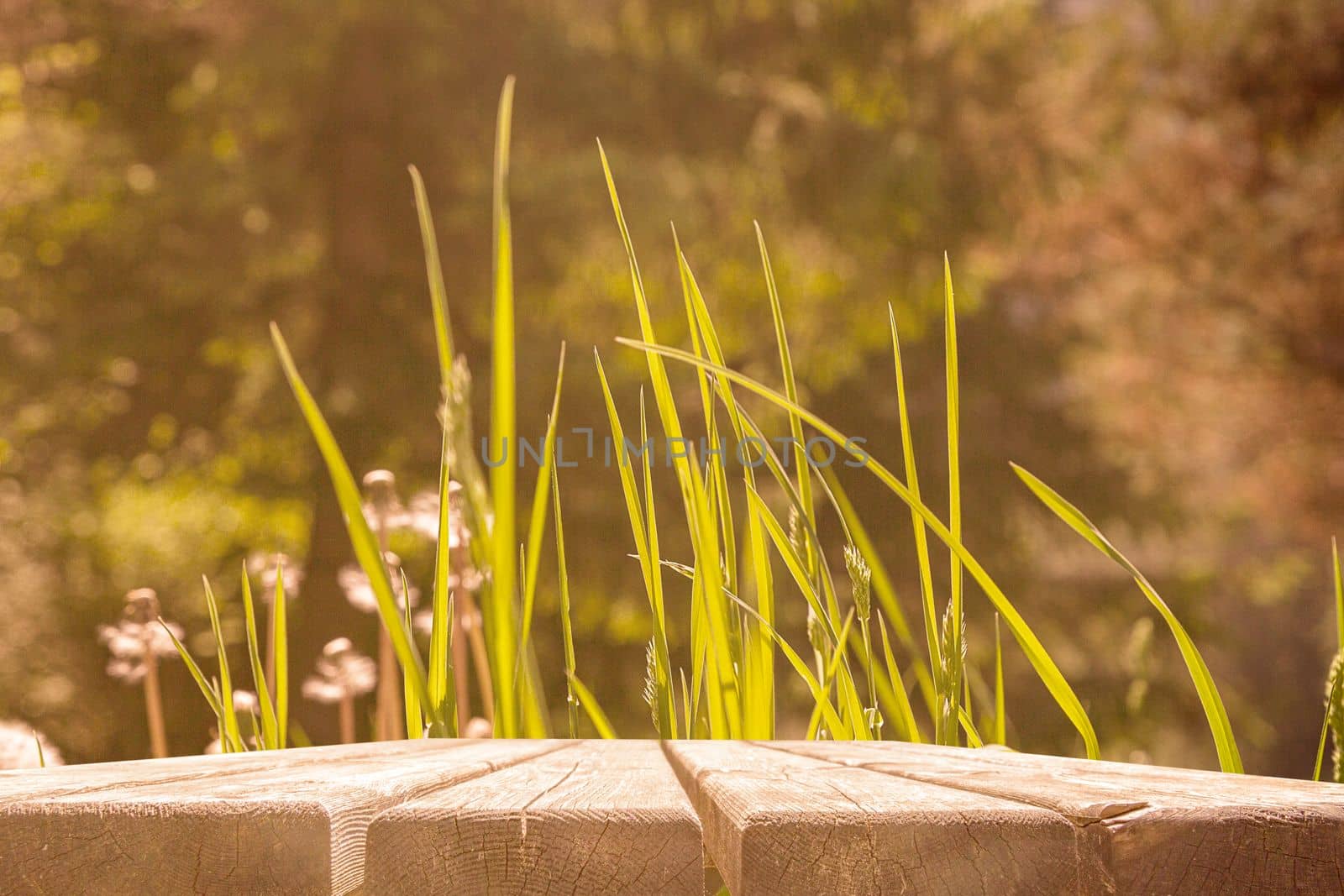 Fresh spring green grass with bokeh, sunlight and wood floor. Natural background