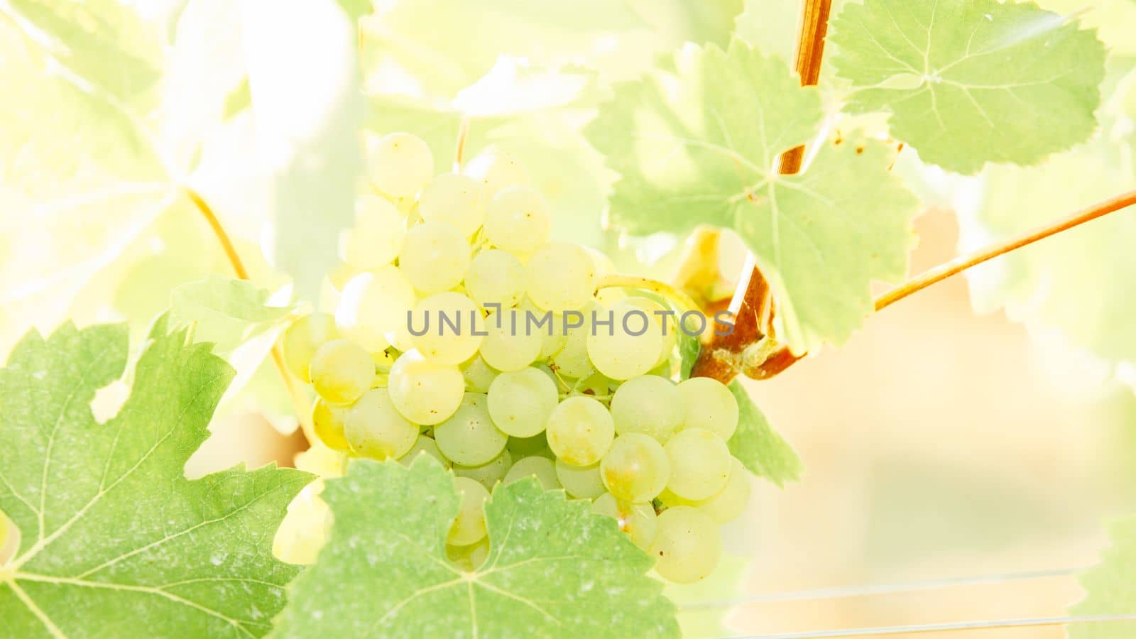 White grapes hanging on a bush in a sunny beautiful day. Harvest concept