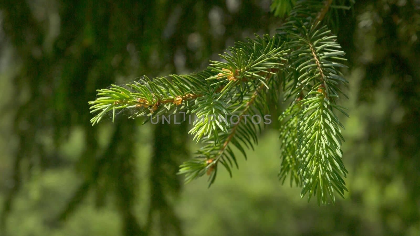 christmas backgrounds with green pine branches