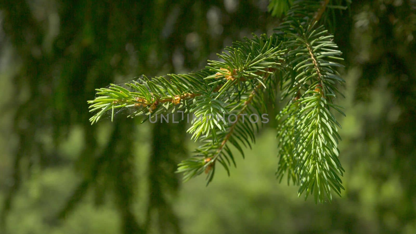 Creative layout made of Christmas tree branches. Flat lay. Nature New Year concept. by Ciorba