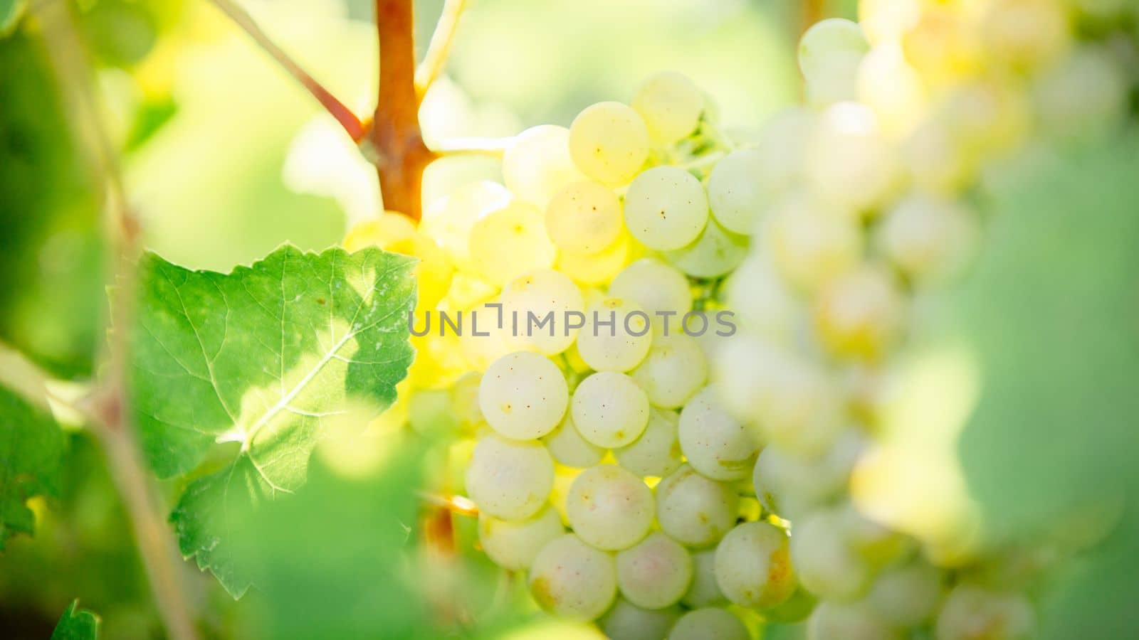 White grapes hanging on a bush in a sunny beautiful day. Harvest concept