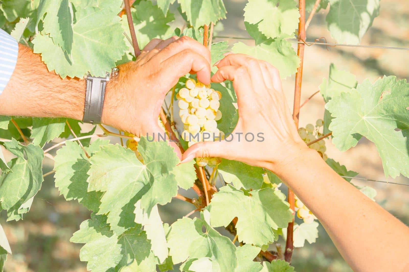 White grapes hanging on a bush in a sunny beautiful day. Harvest concept