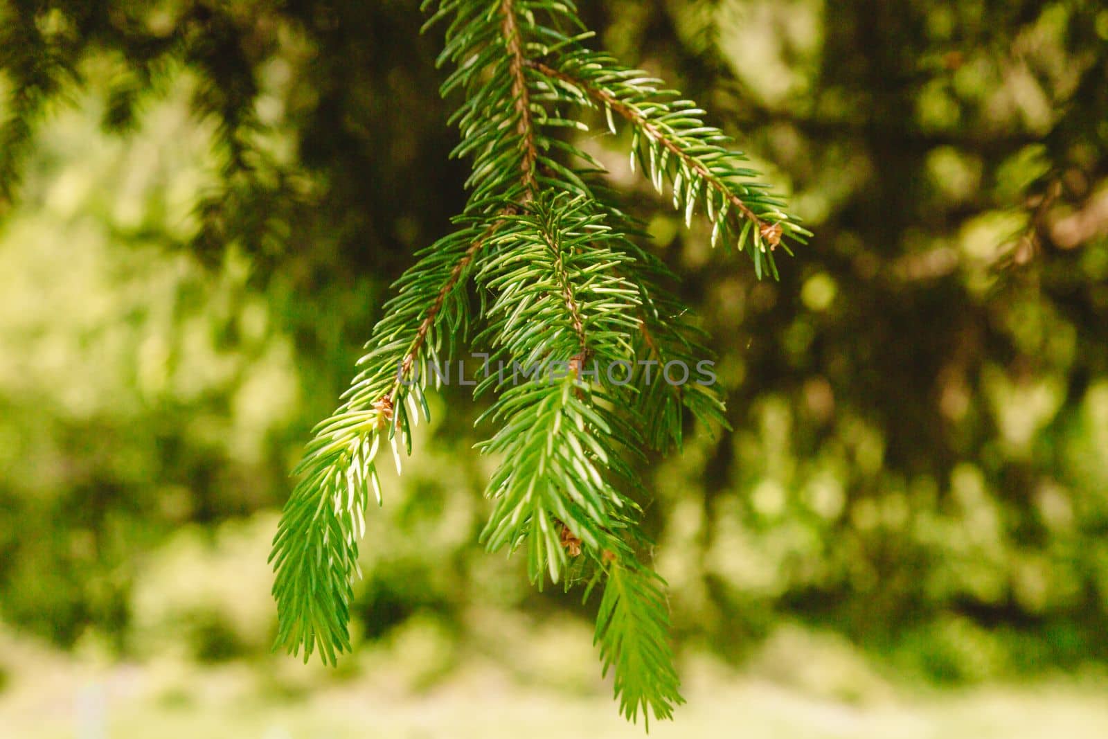 Creative layout made of Christmas tree branches. Flat lay. Nature New Year concept. by Ciorba