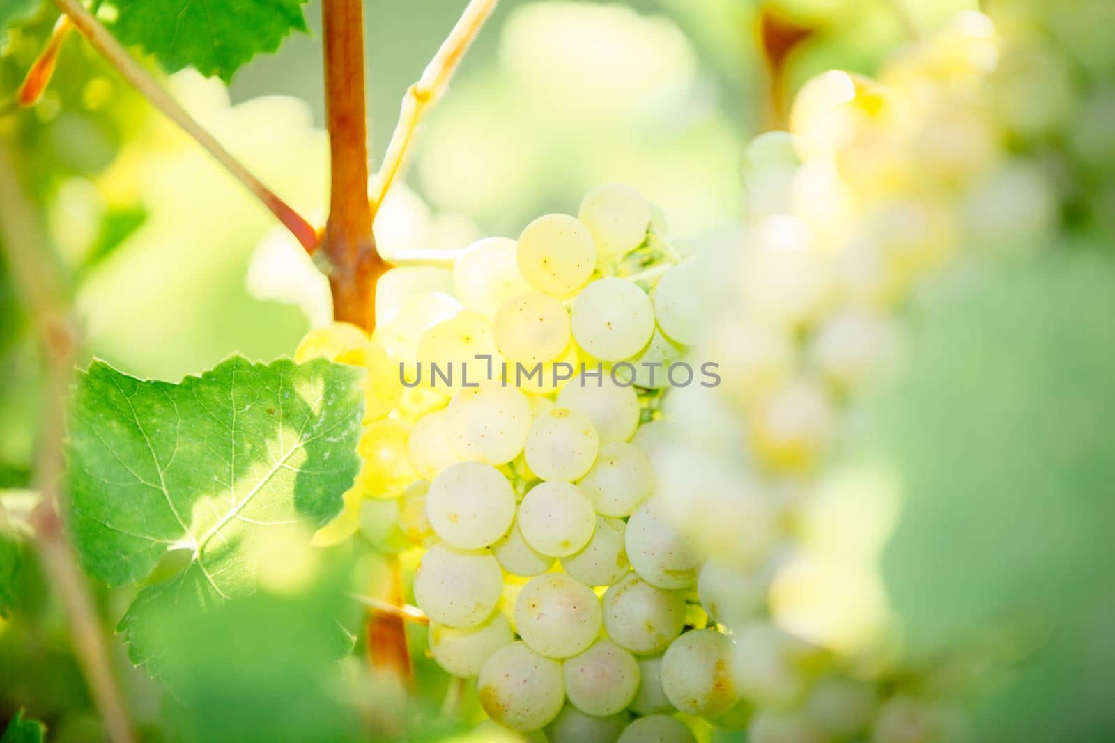 White grapes hanging on a bush in a sunny beautiful day. Harvest concept