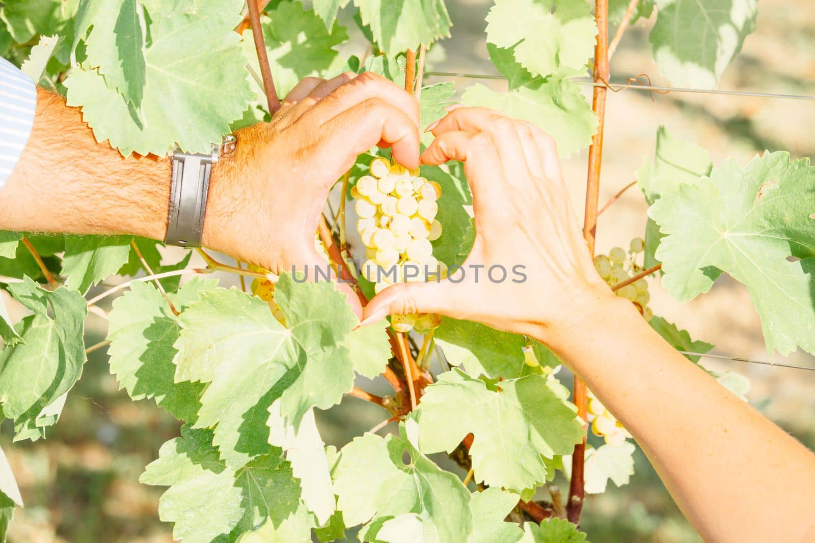 White grapes hanging on a bush in a sunny beautiful day. Harvest concept