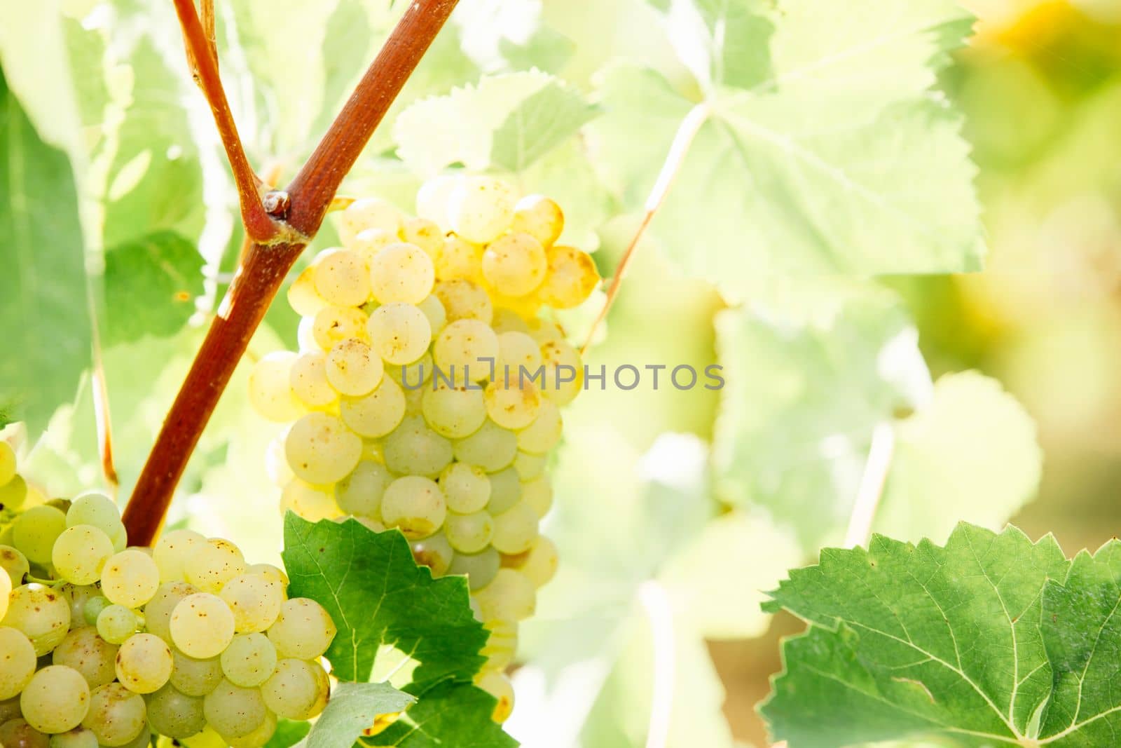 White wine grape in vineyard by Ciorba