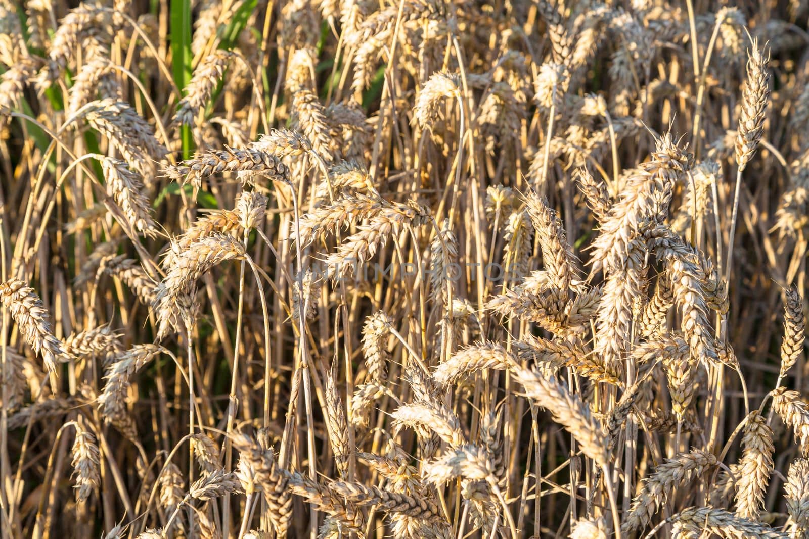 Close up of field of wheat in a summer day. Harvesting period.Rich collection concept. Advertising